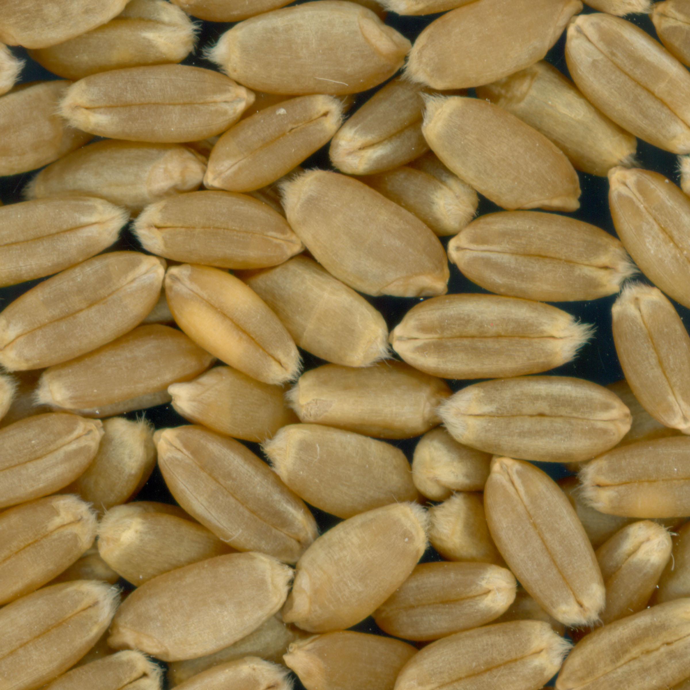 Click for 3 image(s) for this accession. KERNELS